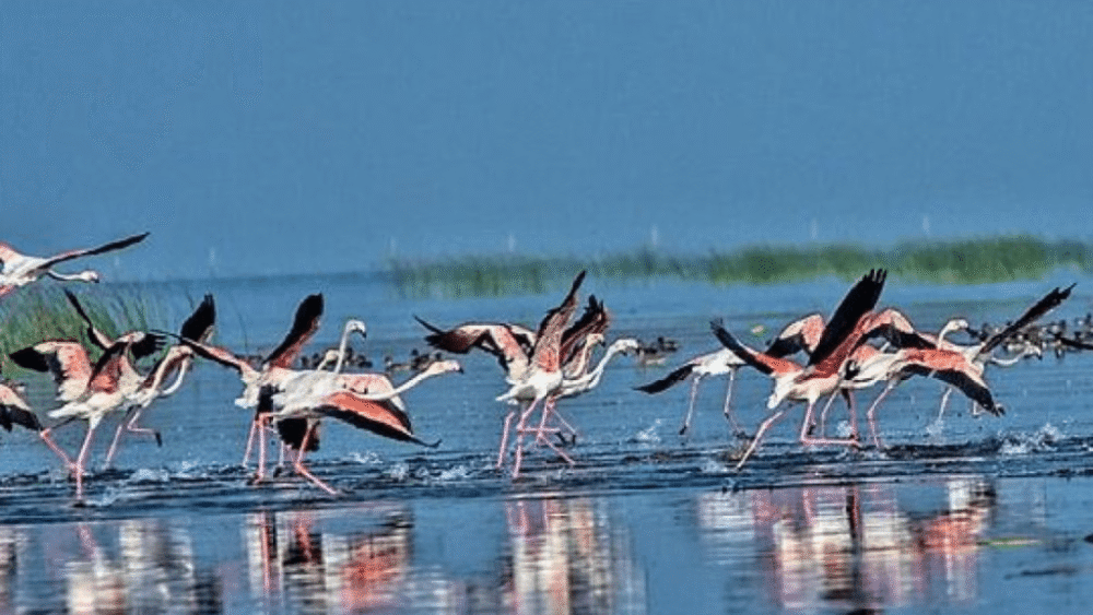 Chilika Lake Tour Package